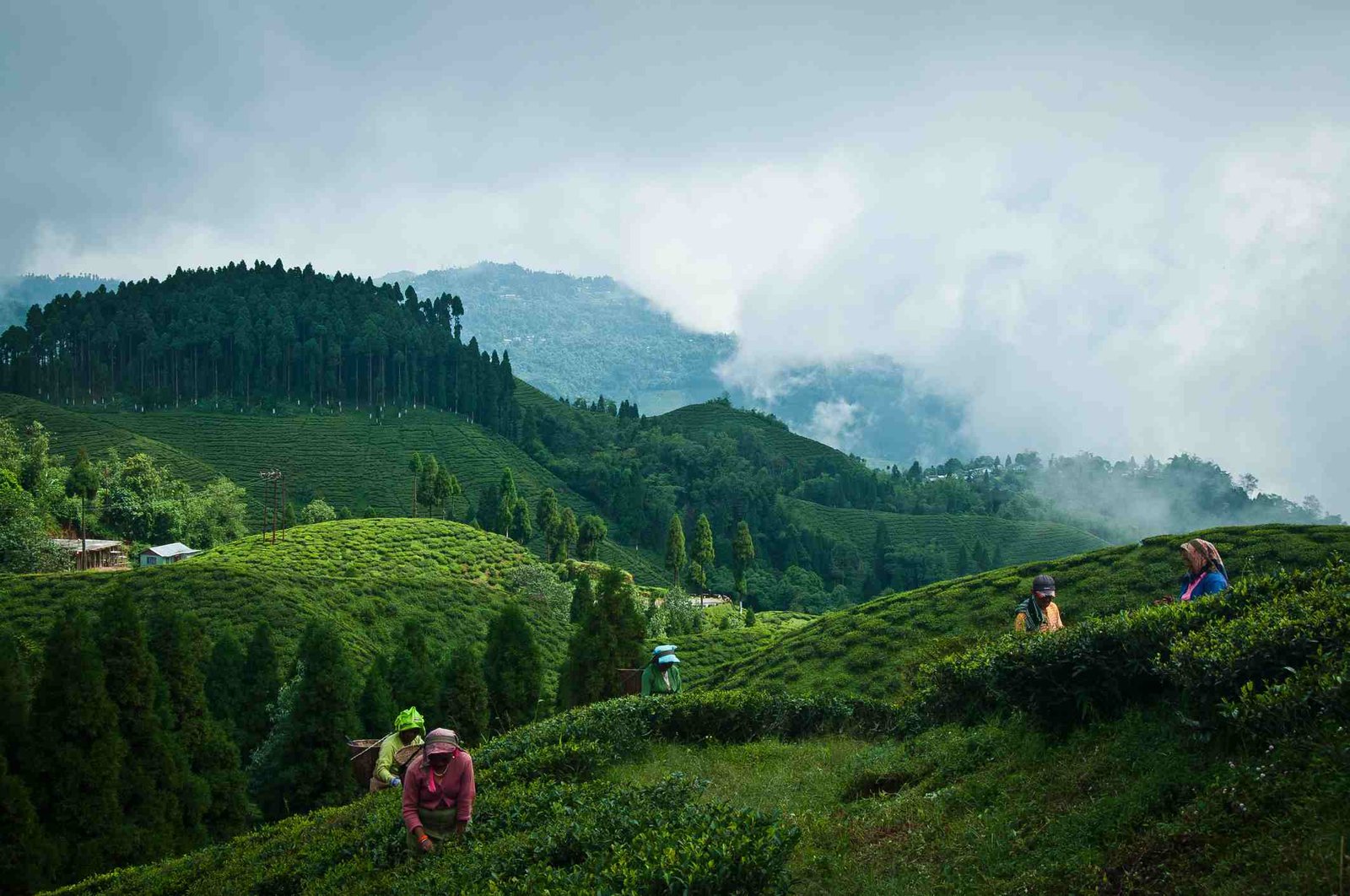 Darjeeling Pelling Tour/ 5 days 4 nights