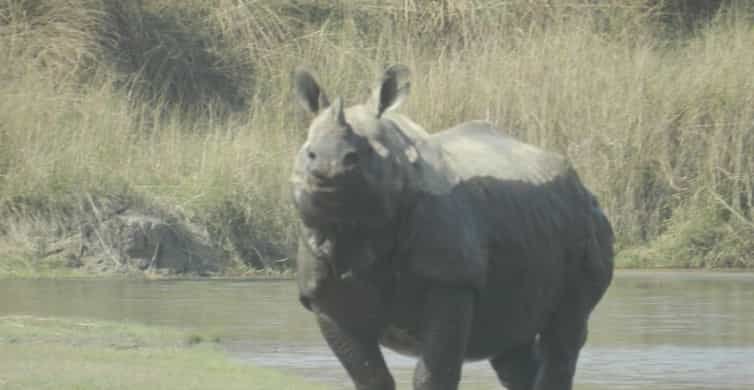 Kathmandu: 3-Day Chitwan Safari Tour with Hotel Transfers