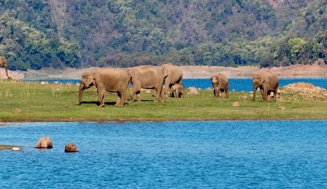 🌿Jim Corbett Wildlife Escape – 2 Days / 1 Night